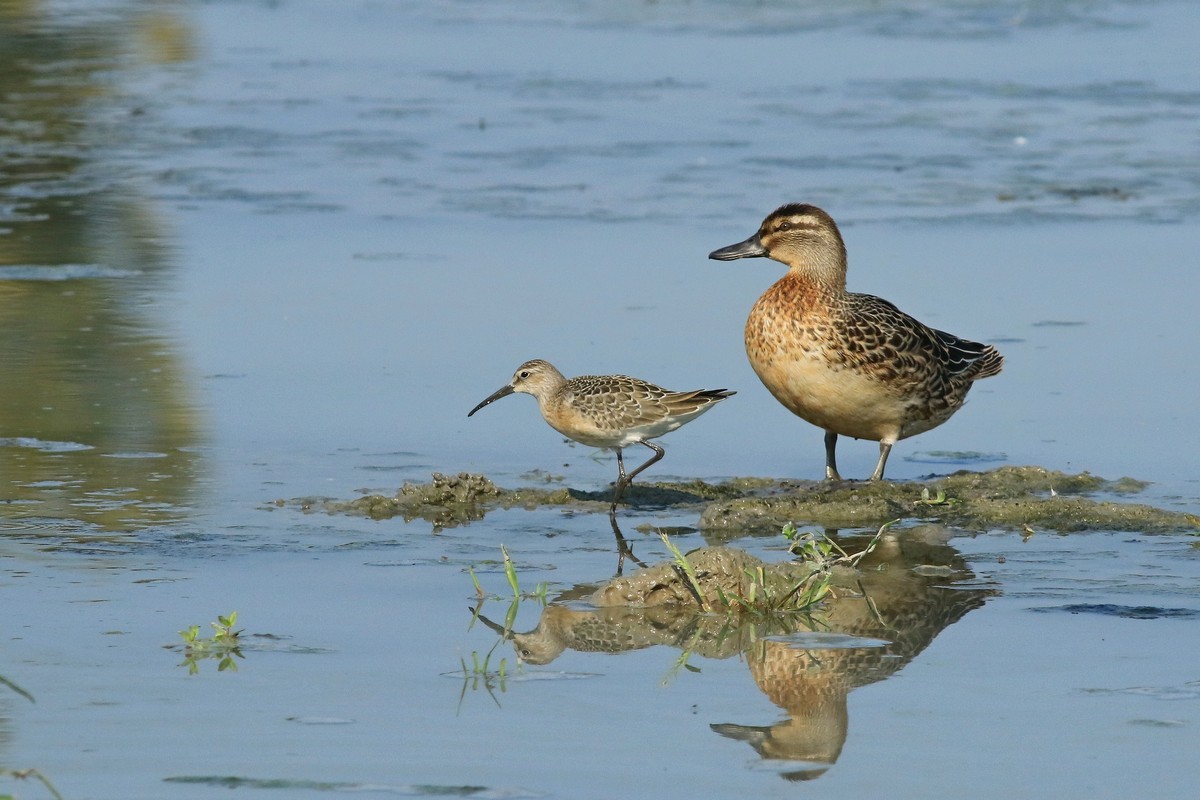 Marzaiola ( Anas querquedula ) e Piovanello comune ( Calidris ferruginea )