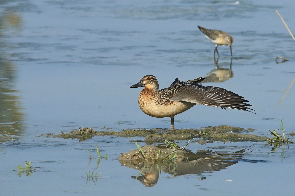 Marzaiola ( Anas querquedula ) e Piovanello comune ( Calidris ferruginea )