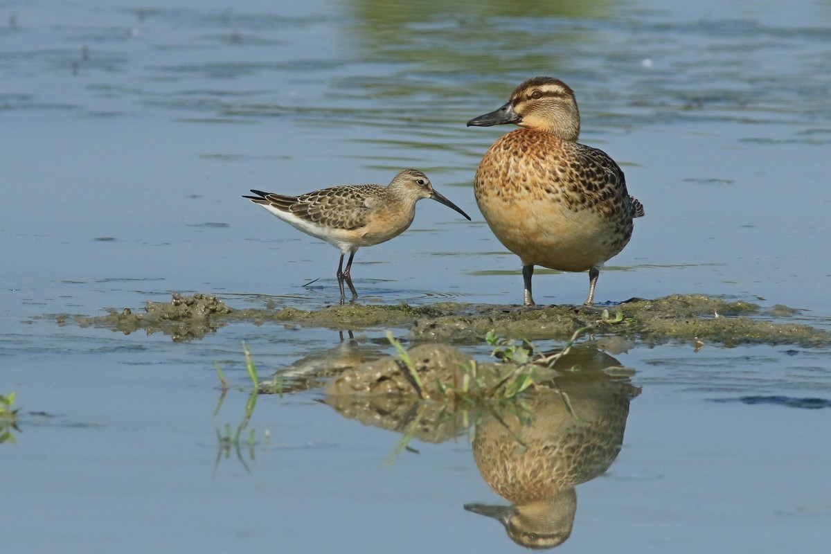 Marzaiola ( Anas querquedula ) e Piovanello comune ( Calidris ferruginea )