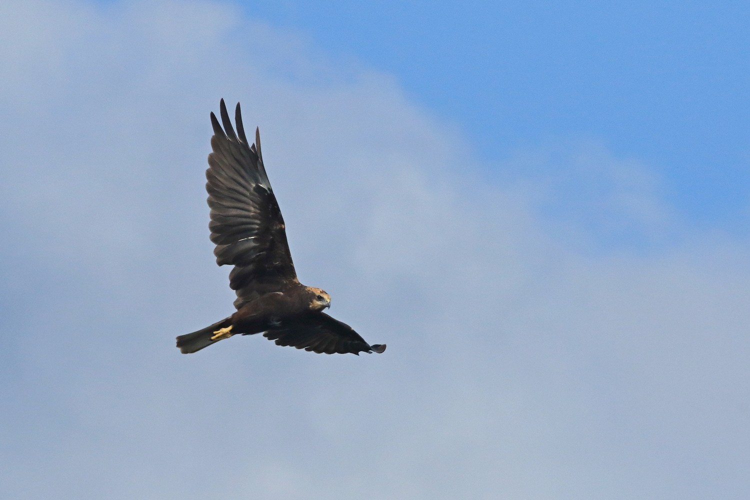 Falco di palude ( Circus aeruginosus )