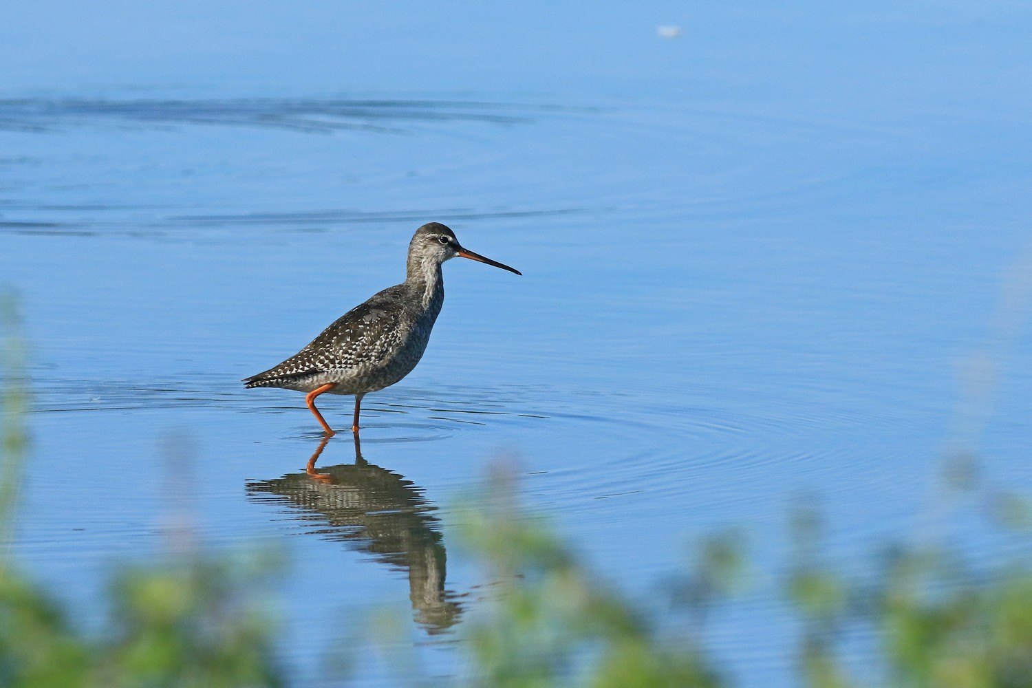 Totano moro ( Tringa erythropus )