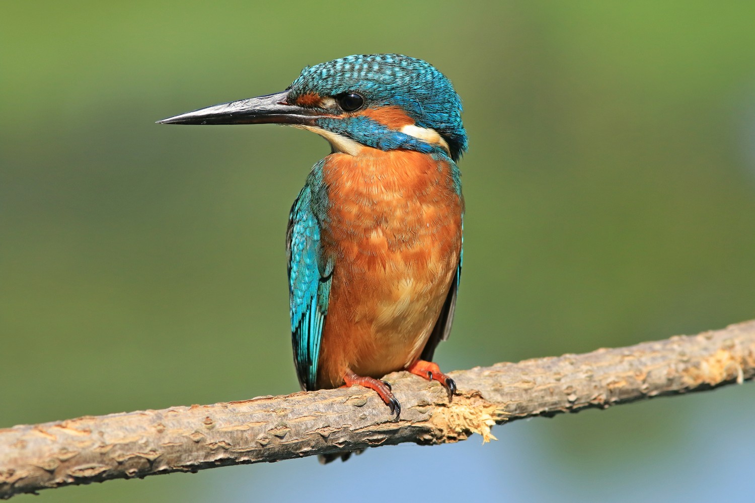 Martin pescatore ( Alcedo atthis )