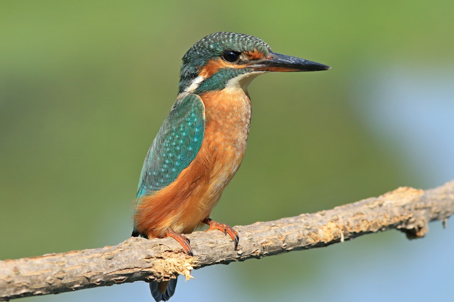 Martin pescatore ( Alcedo atthis )