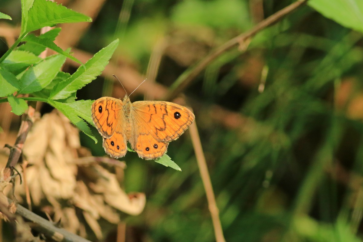 Aiuto identificazione farfalla 5