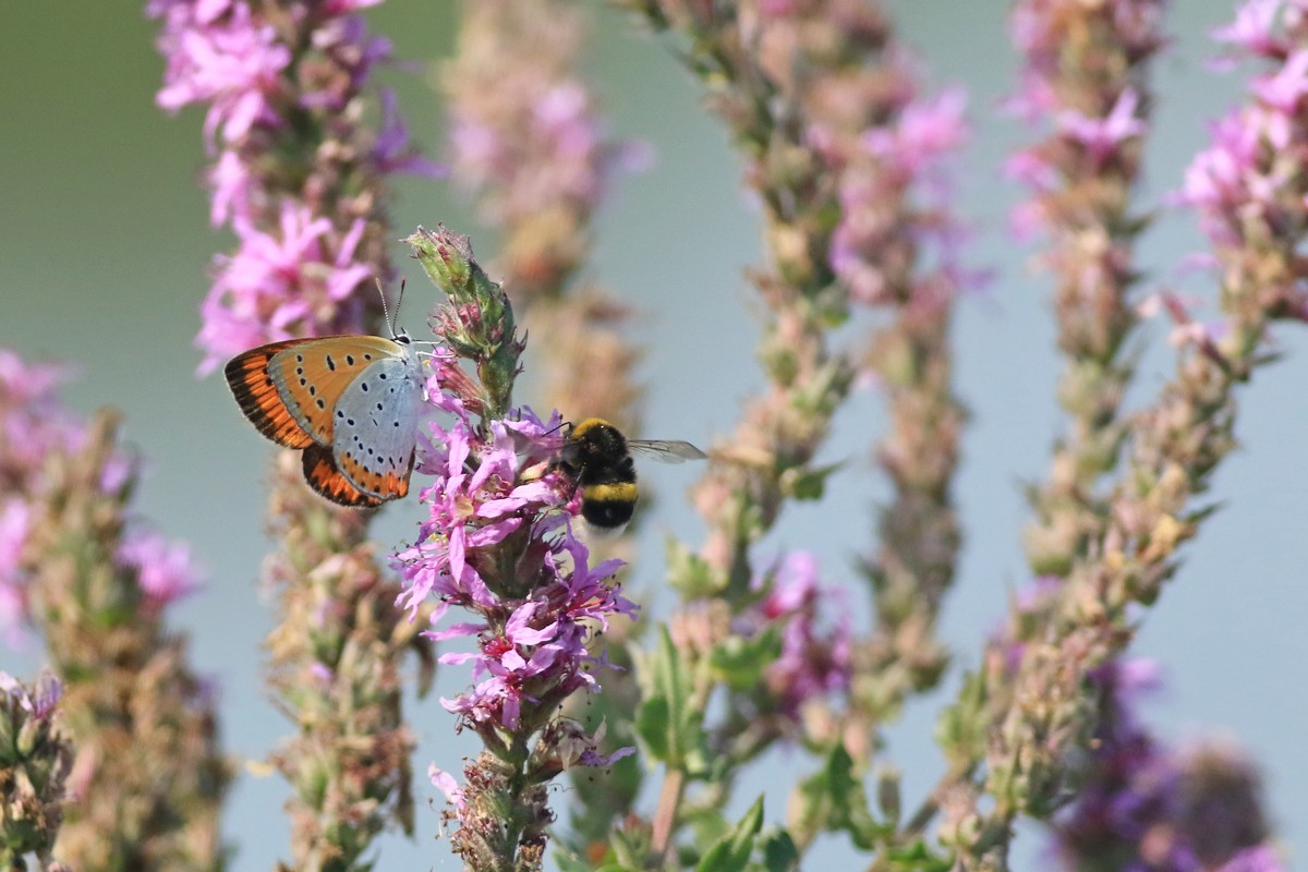 Lycaena dispar femmina? Chiedo conferma