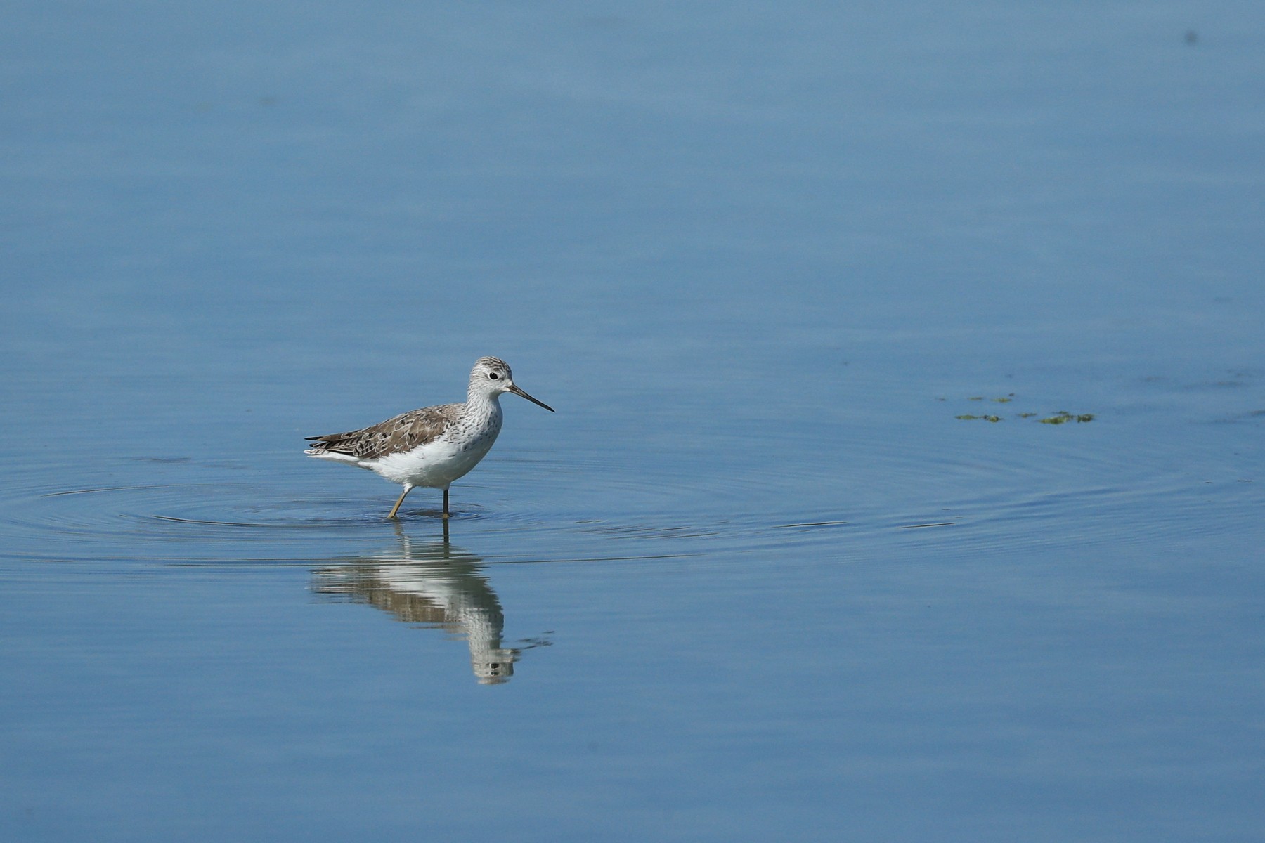 Albastrello ( Tringa stagnatilis )