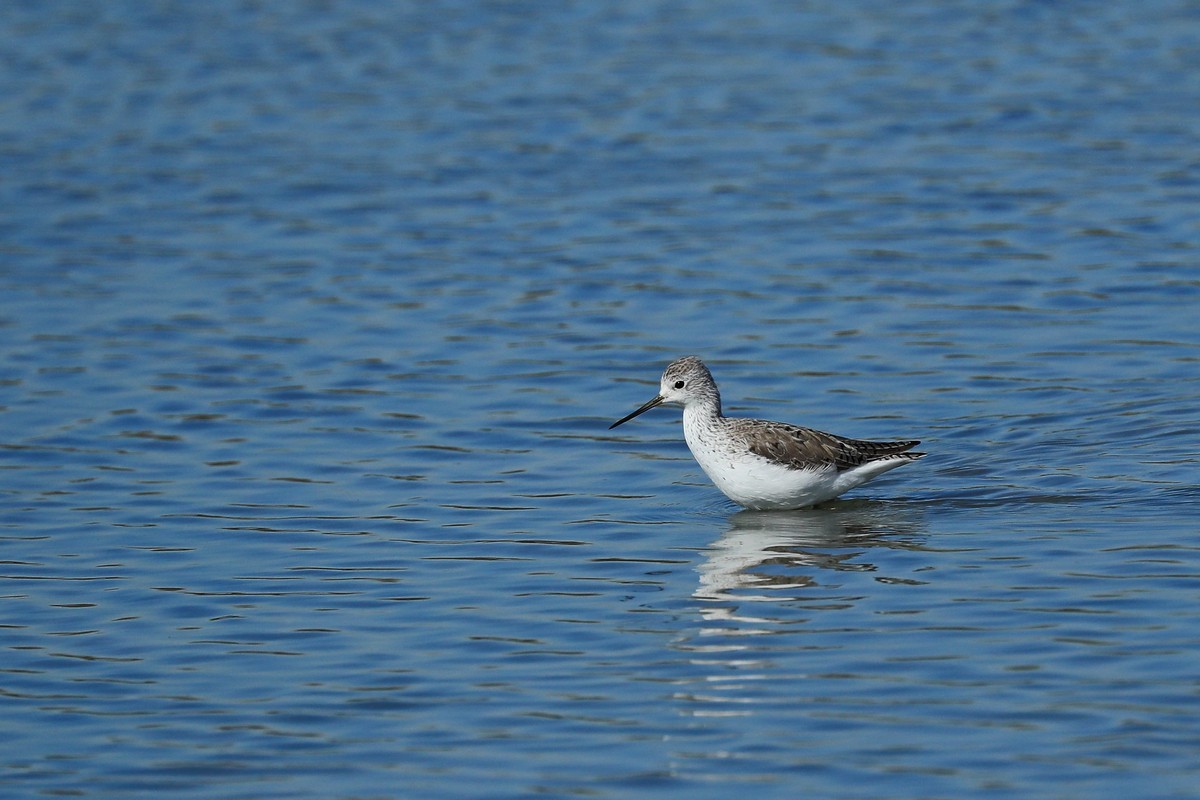 Albastrello ( Tringa stagnatilis )