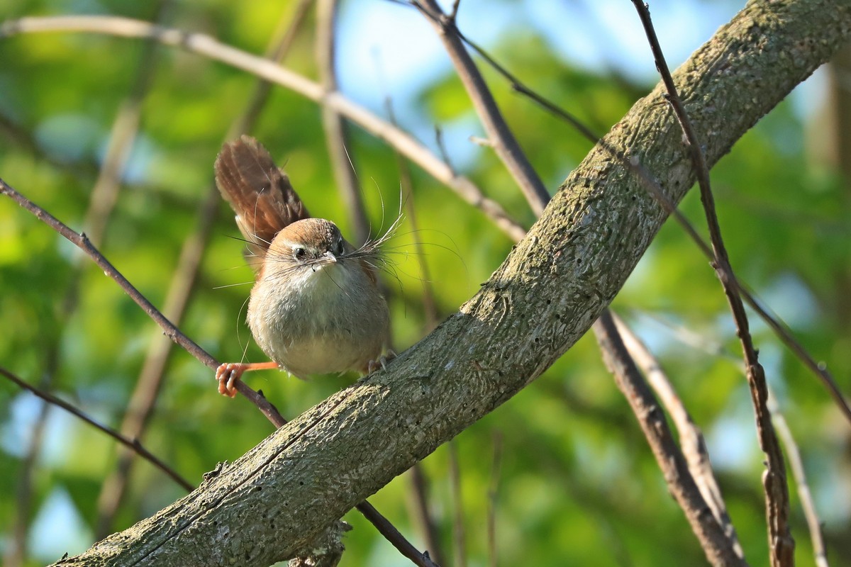 Usignolo di fiume ( Cettia cetti) 