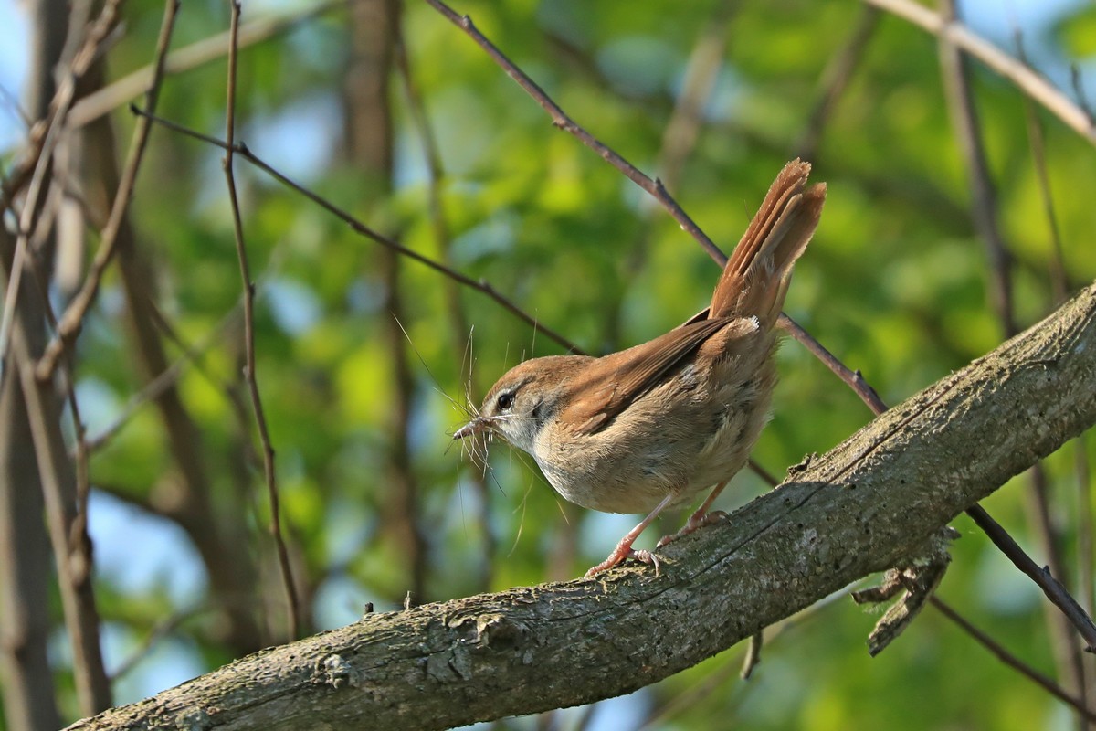 Usignolo di fiume ( Cettia cetti) 