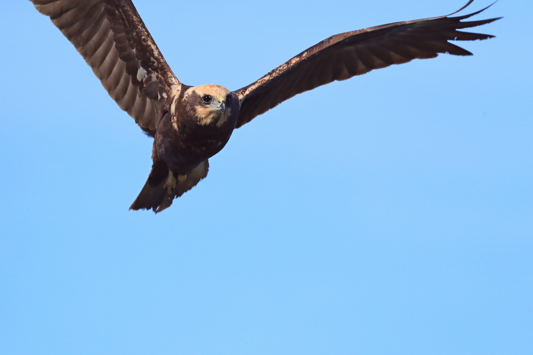 Falco di palude ( Circus aeruginosus )