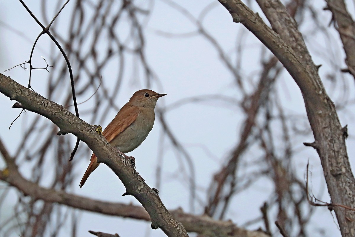 Usignolo (Luscinia megarhynchos)