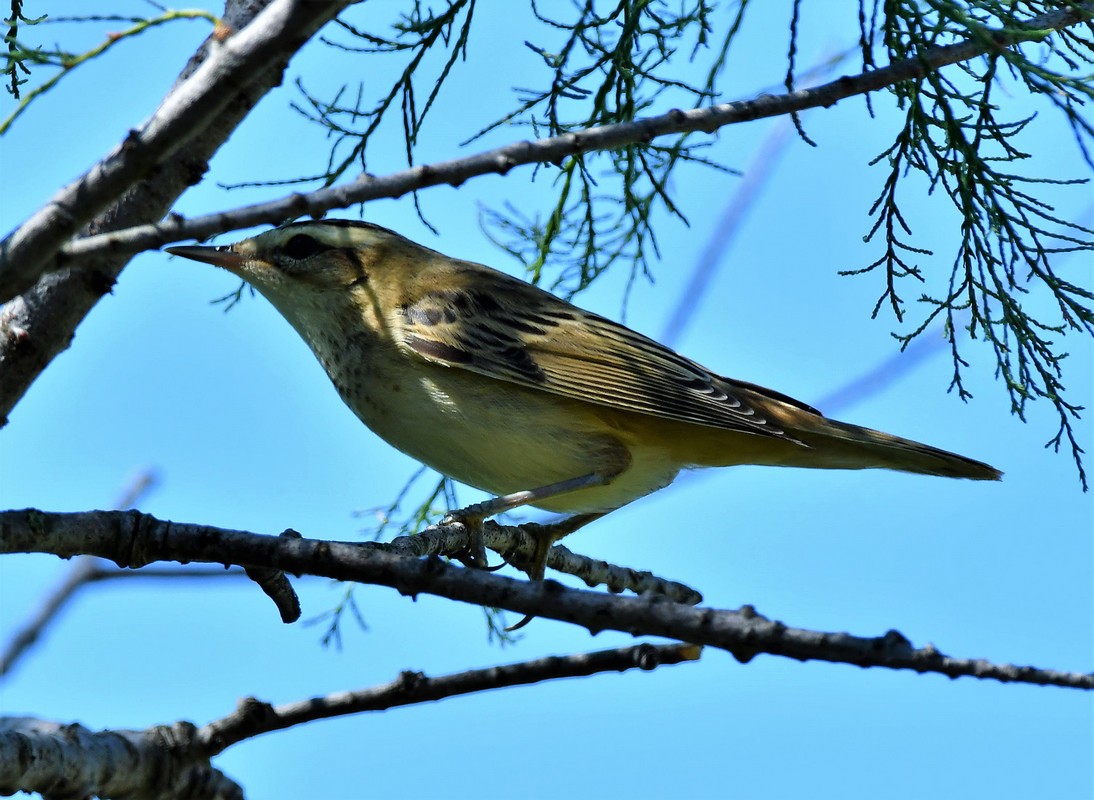 Forapaglie (Acrocephalus schoenobaenus)