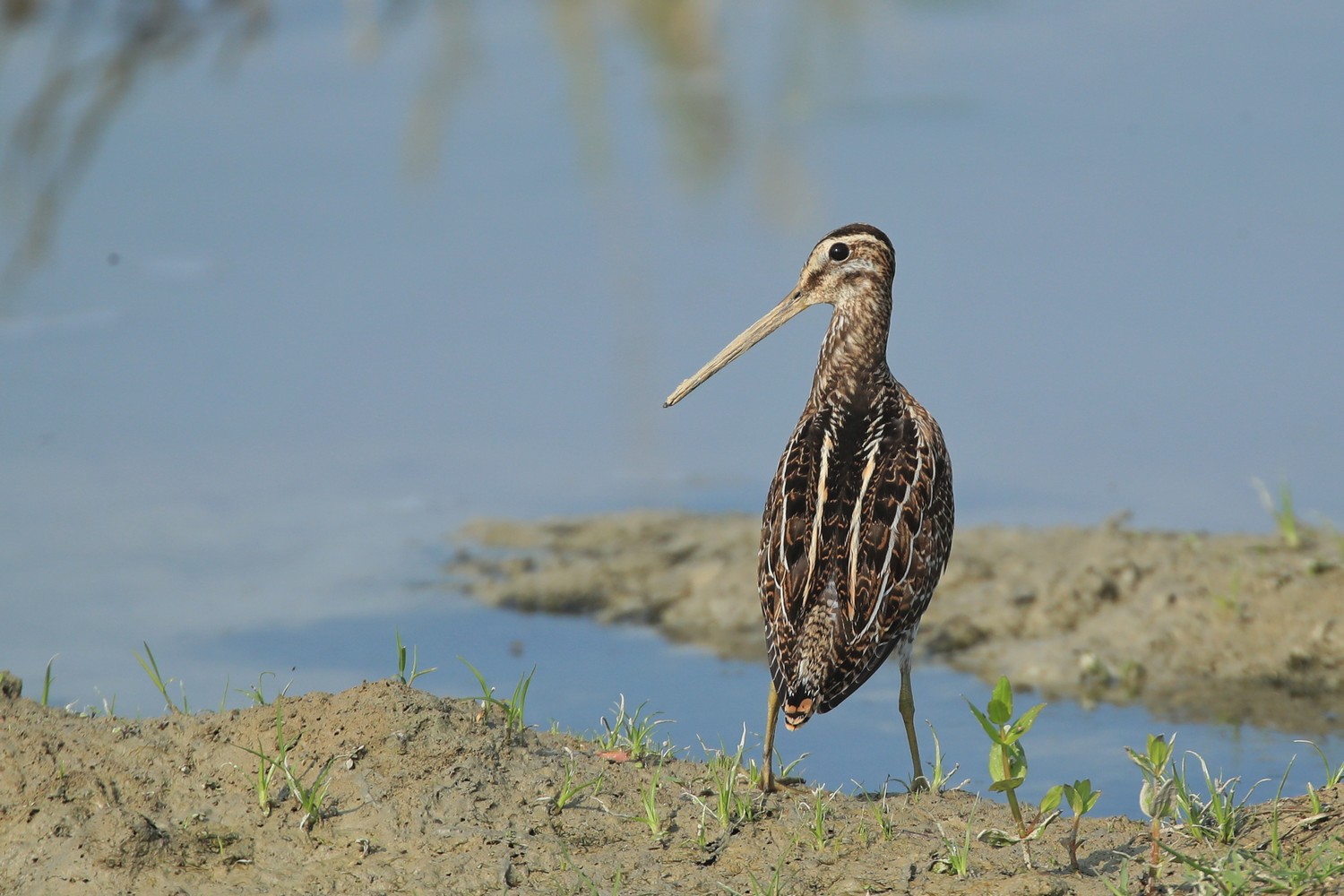 Beccaccino(Gallinago gallinago)o Croccolone(Gallinago media)?