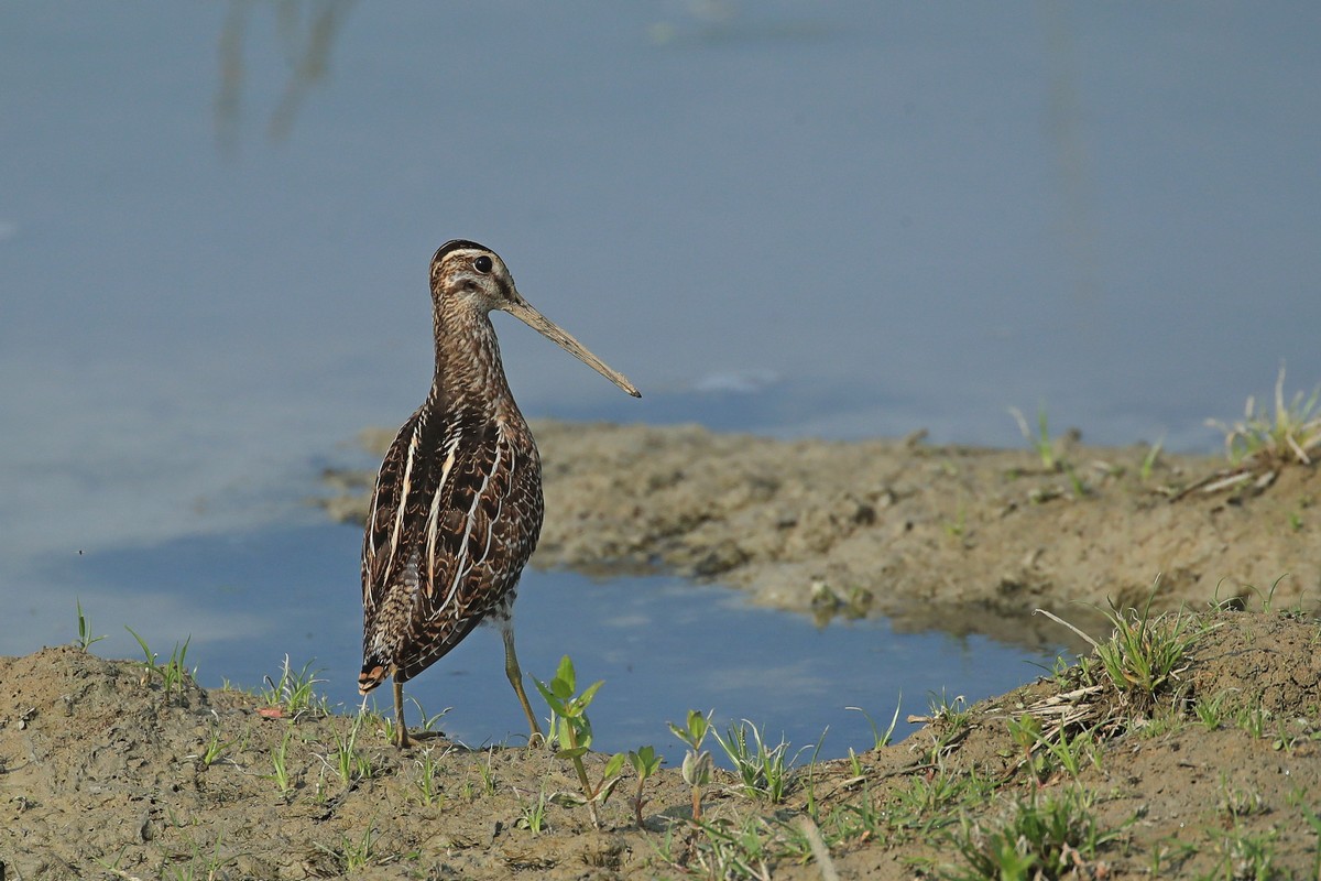 Beccaccino(Gallinago gallinago)o Croccolone(Gallinago media)?