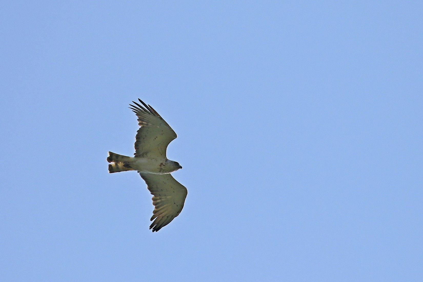 Biancone (Circaetus gallicus )