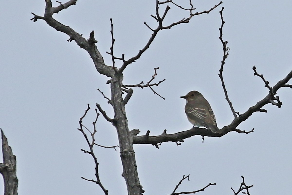 Pigliamosche (Muscicapa striata)