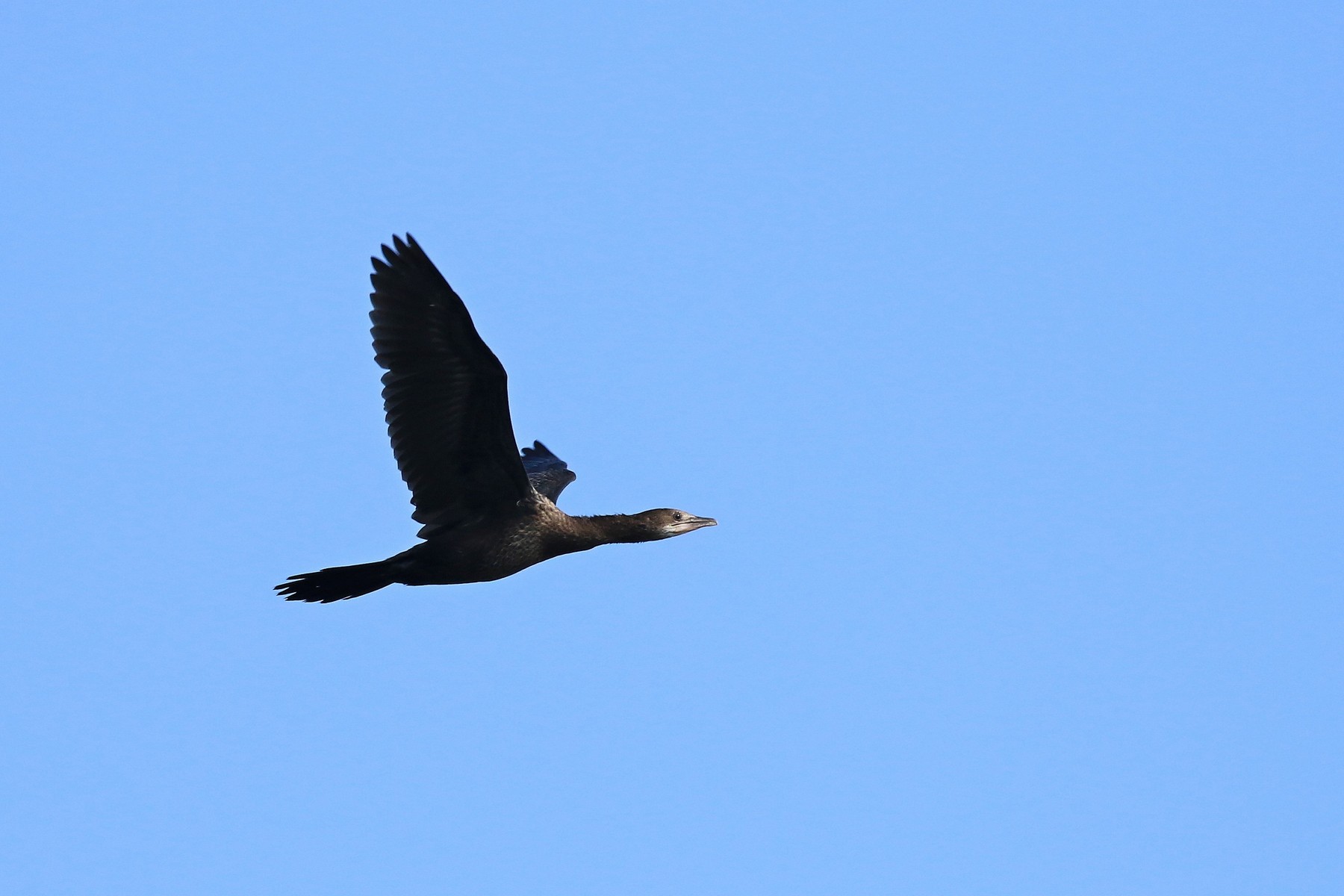 Marangone minore ( Phalacrocorax pygmeus )