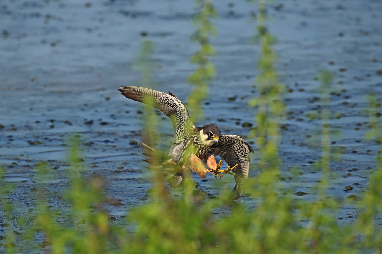 Lodolai ( Falco subbuteo ) adulti e giovani