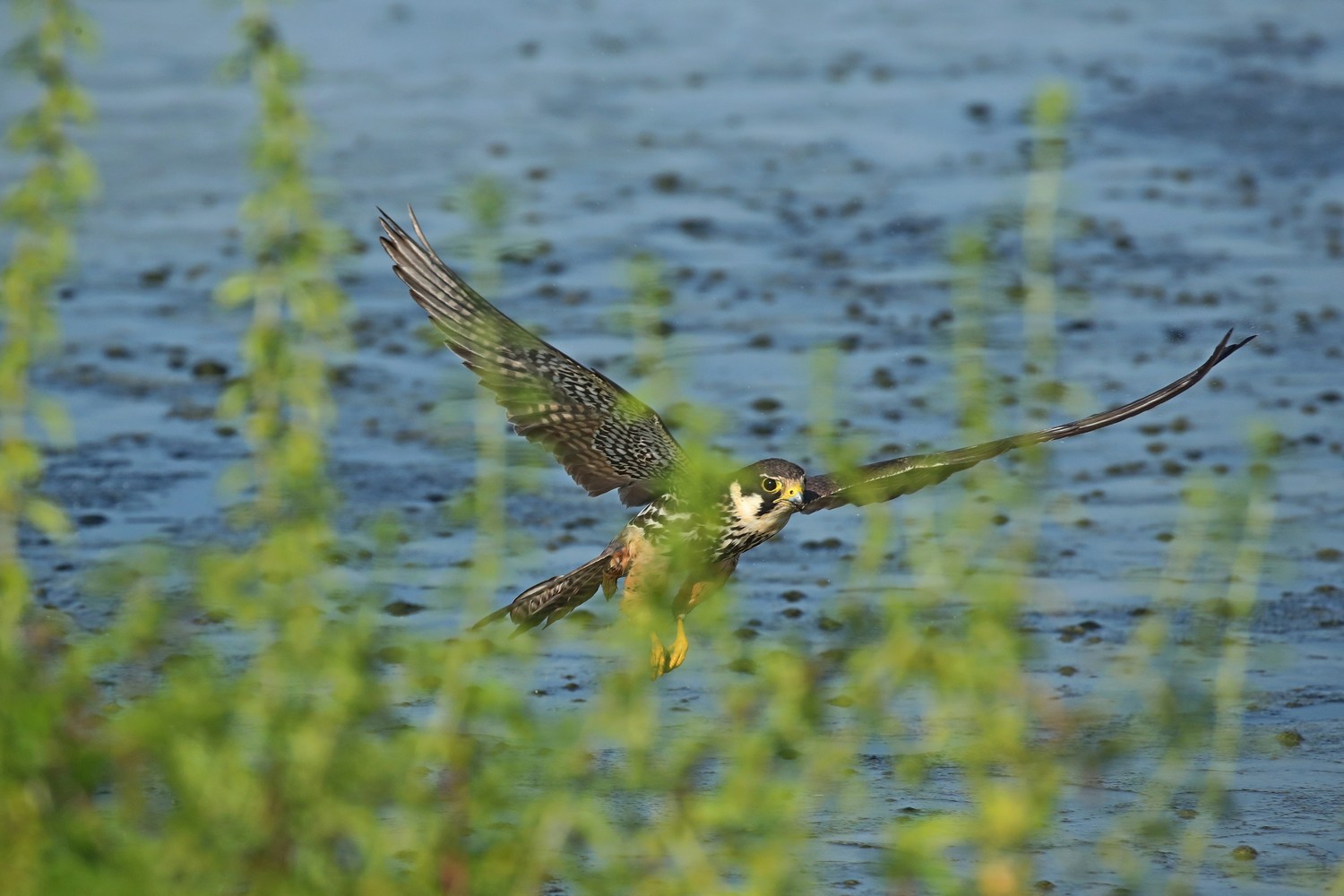 Lodolai ( Falco subbuteo ) adulti e giovani