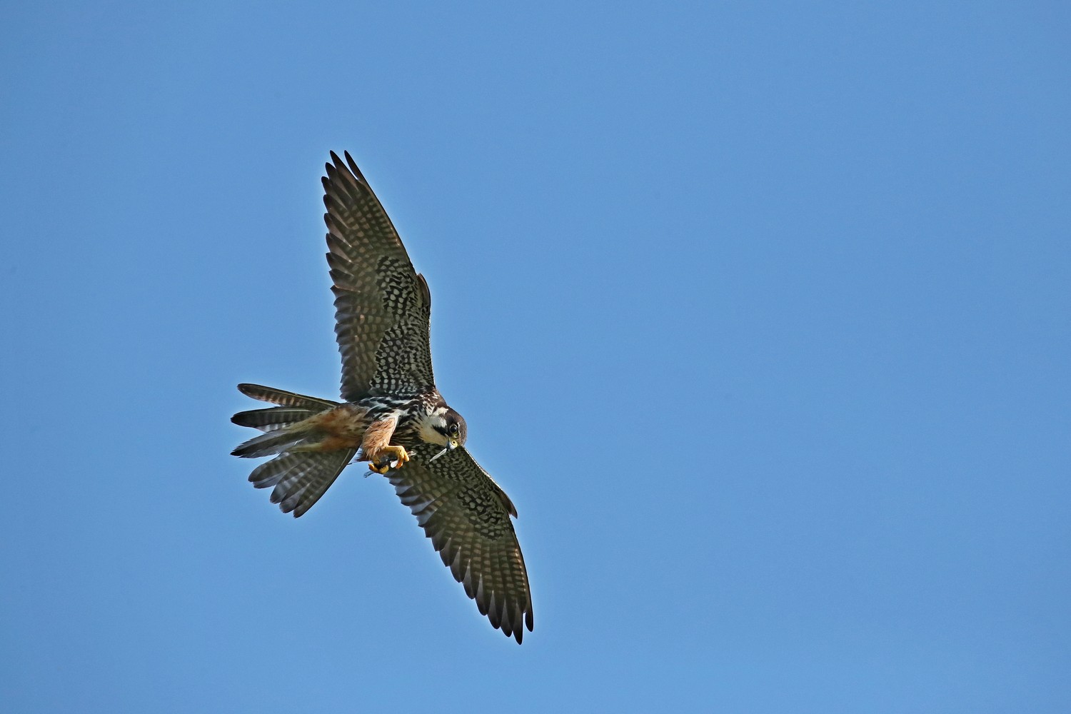 Lodolai ( Falco subbuteo ) adulti e giovani