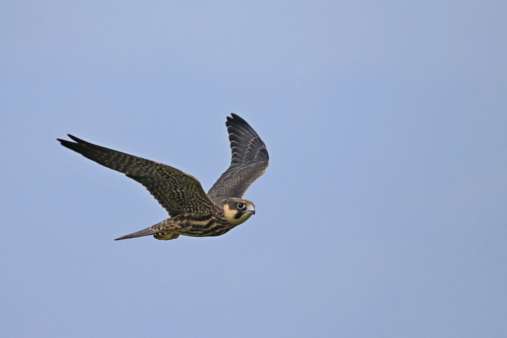 Lodolai ( Falco subbuteo ) adulti e giovani