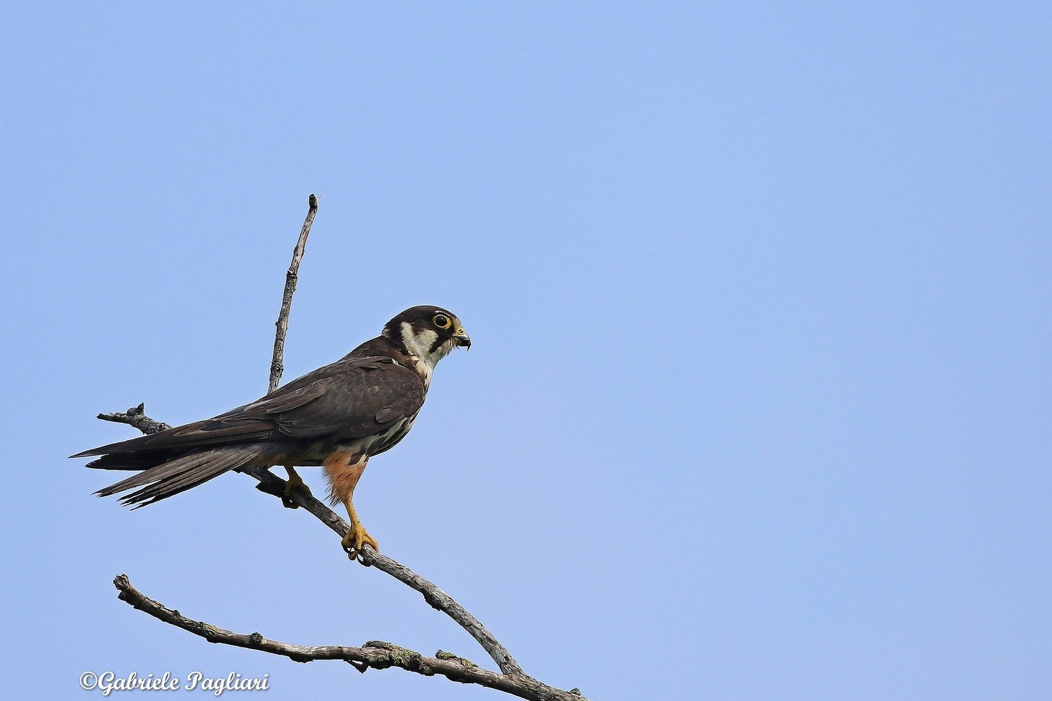 Lodolai ( Falco subbuteo ) adulti e giovani