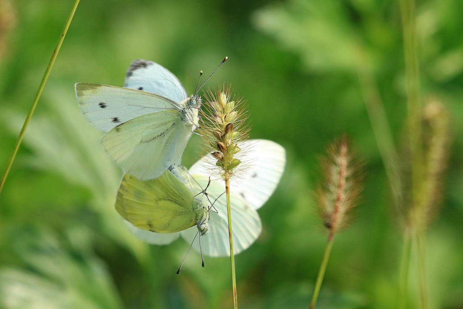 Aiuto identificazione farfalla