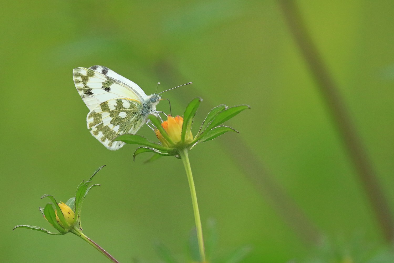 Pontia edusa? S  !