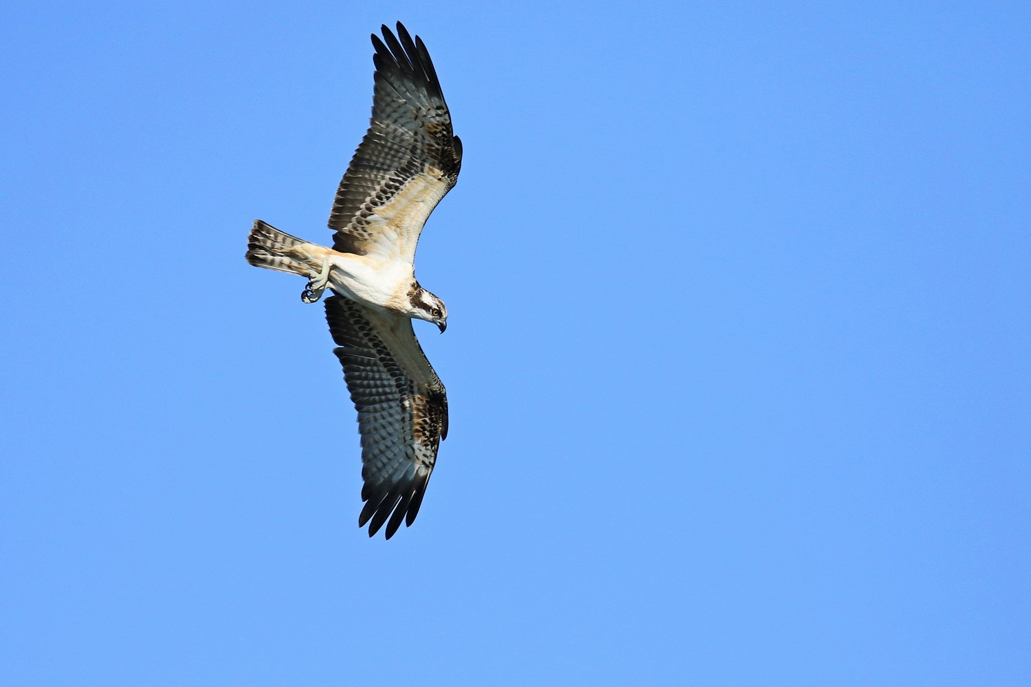 Falco pescatore ( Pandion haliaetus )