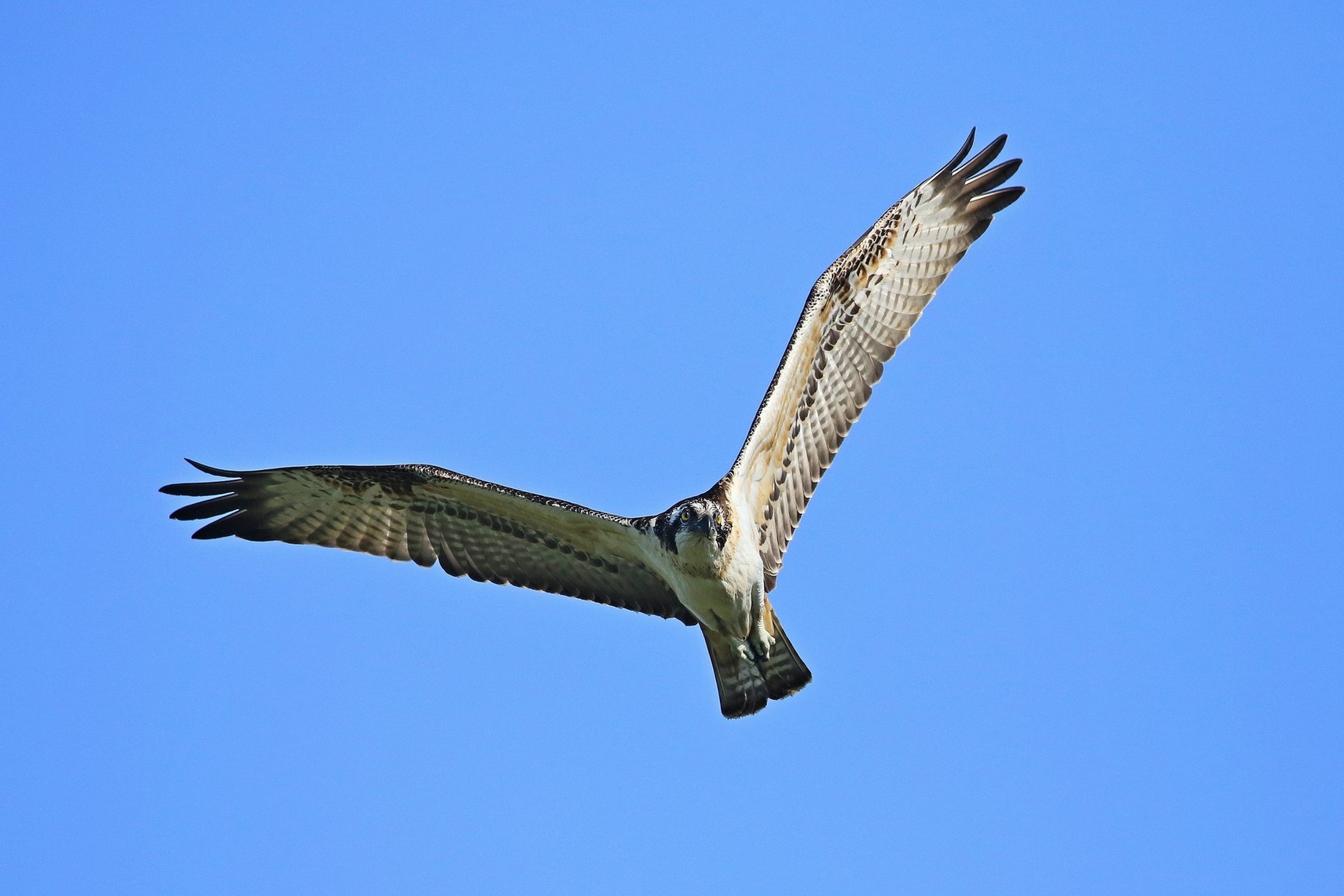 Falco pescatore ( Pandion haliaetus )