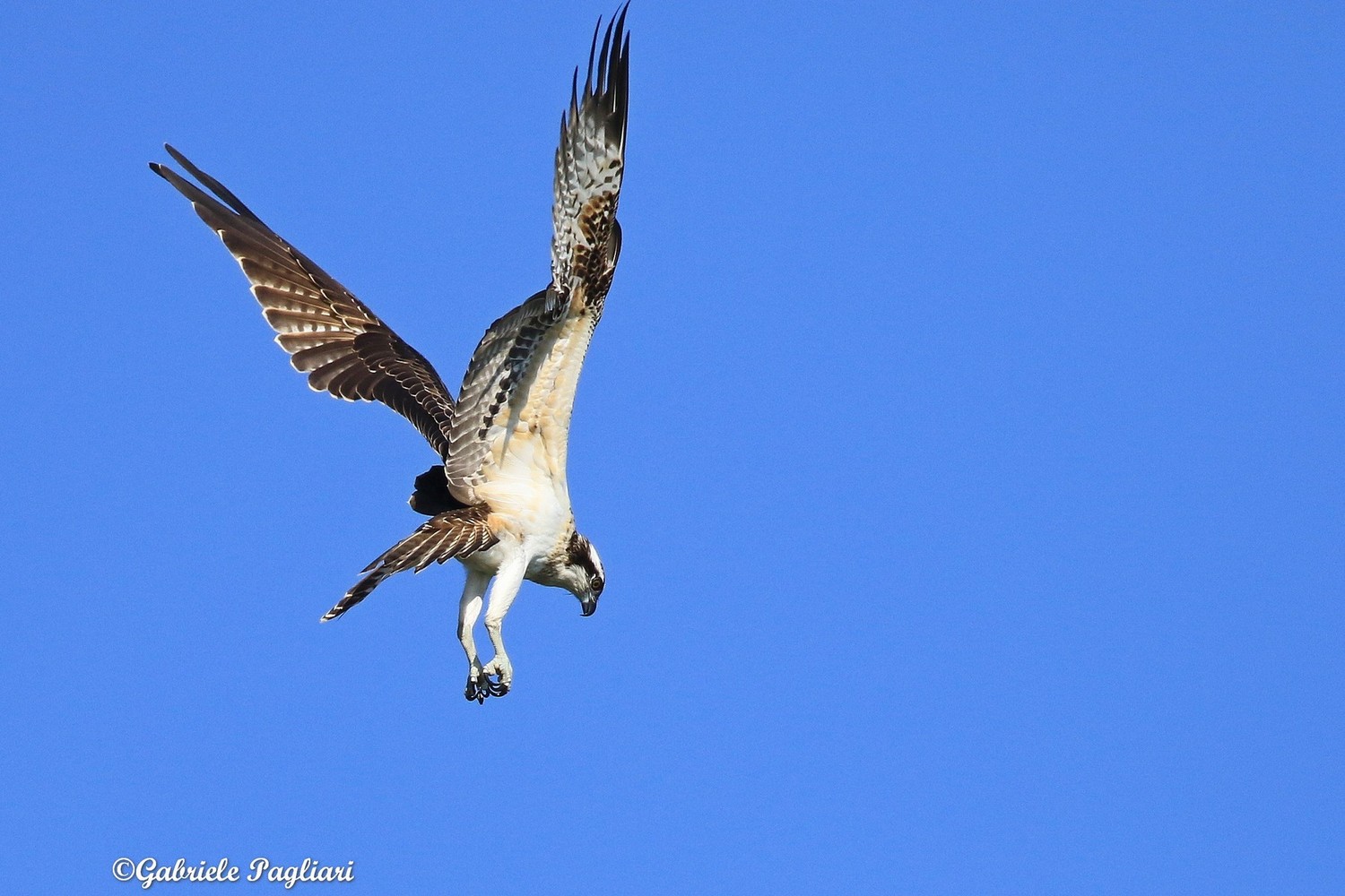 Falco pescatore ( Pandion haliaetus )