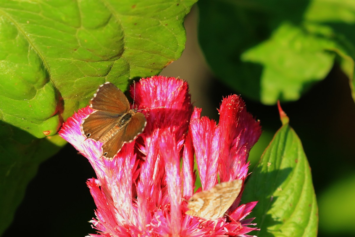 Aiuto identificazione farfalla: Cacyreus marshalli - Lycaenidae