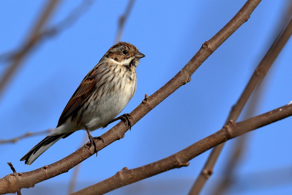 Migliarino di palude (Emberiza schoeniclus)