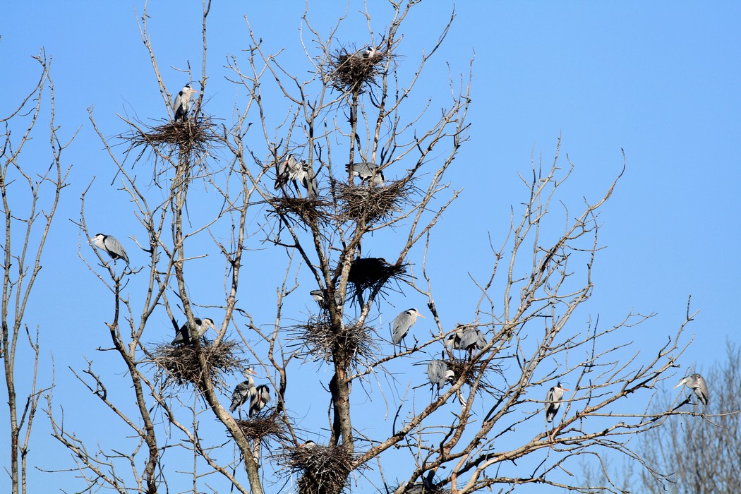 Garzaia di Aironi Cenerini