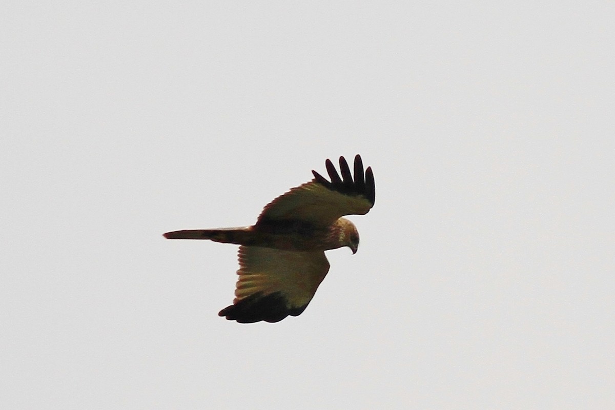 Conferma identificazione , Falco di Palude maschio?