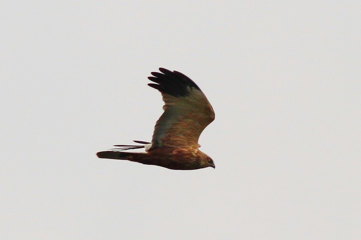 Conferma identificazione , Falco di Palude maschio?