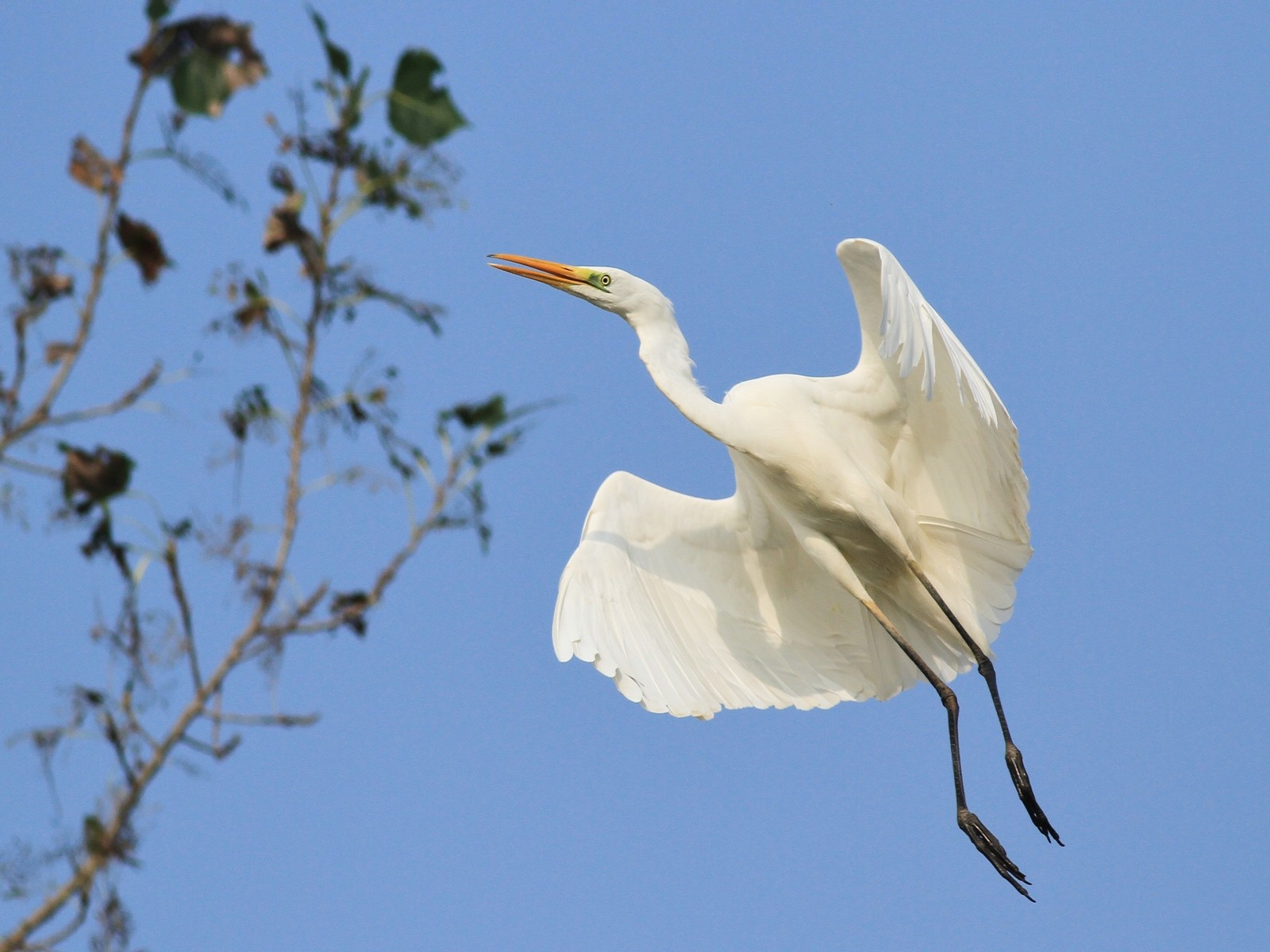 Airone Bianco Maggiore