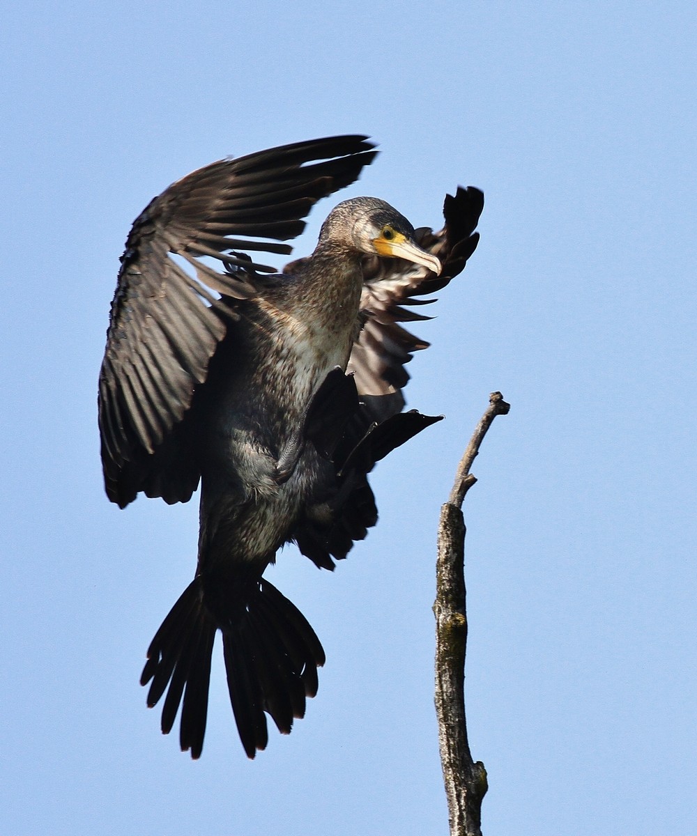 Cormorano in stand by