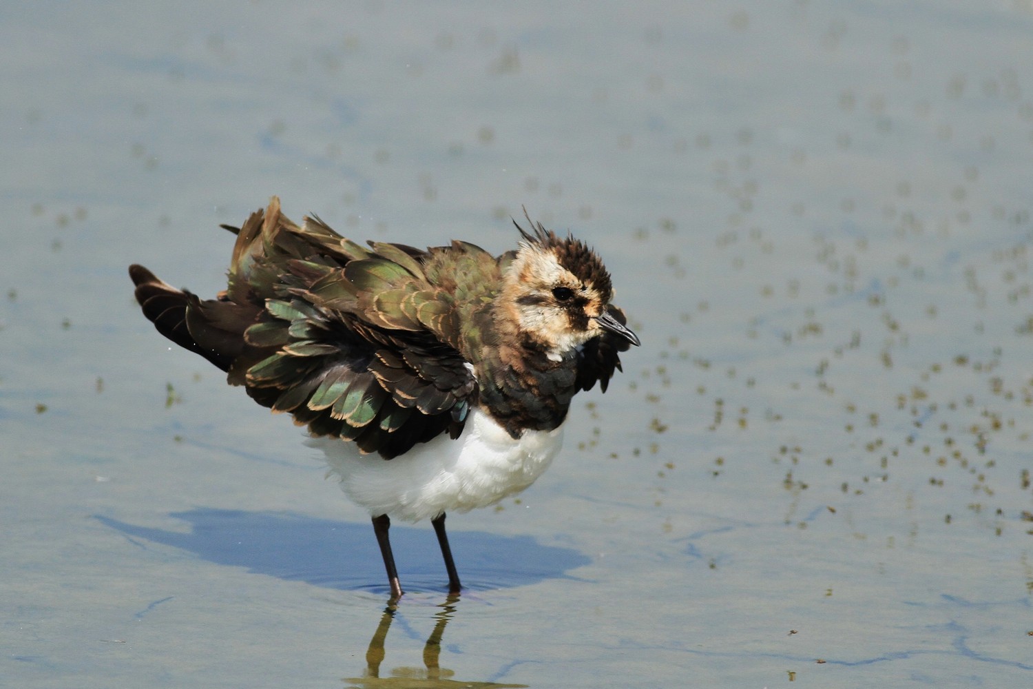 Uccelli arruffati