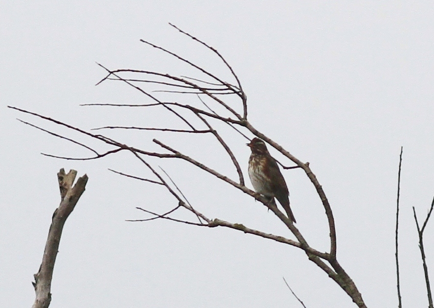 Aiuto identificazione  nel Parco Adda Sud lodigiano