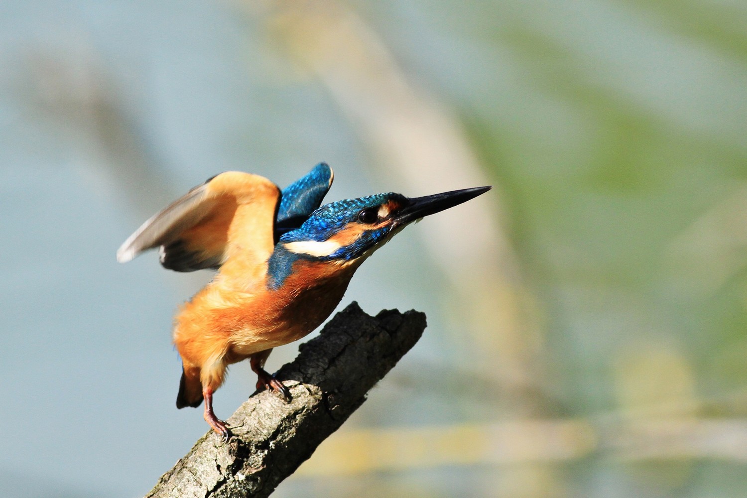 Martin pescatore , ancora lui