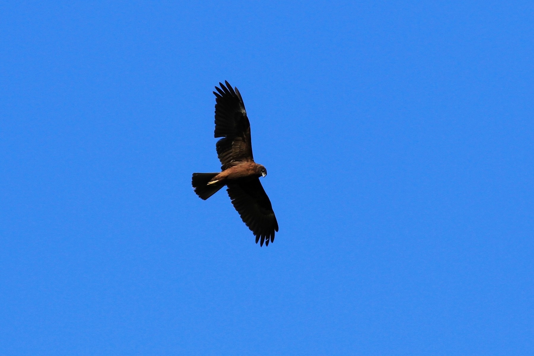 Aiuto identificazione rapace