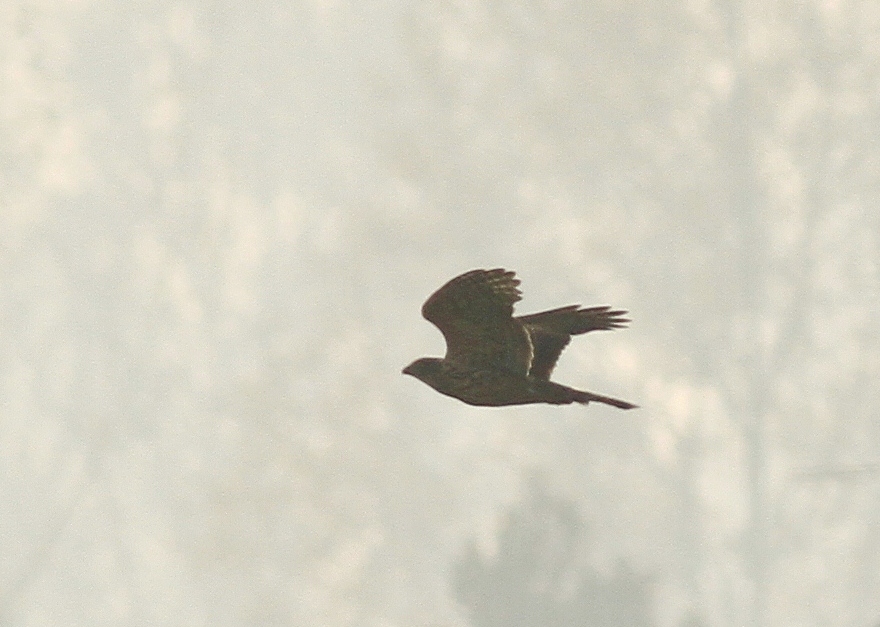 Aiuto identificazione rapace