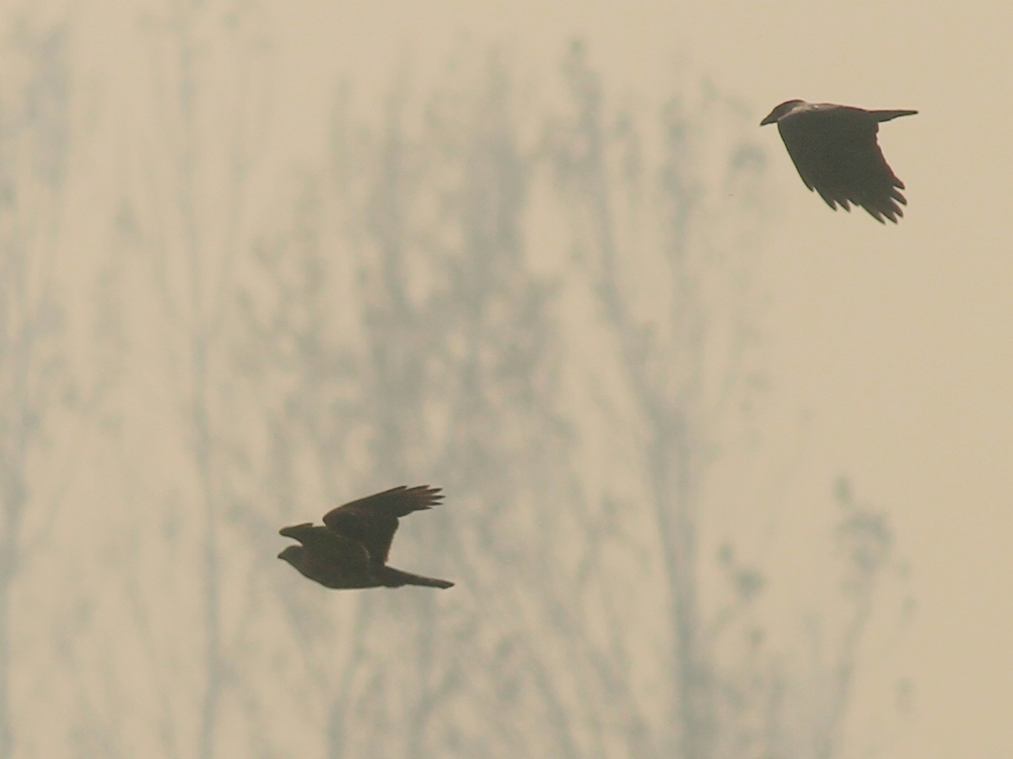 Aiuto identificazione rapace