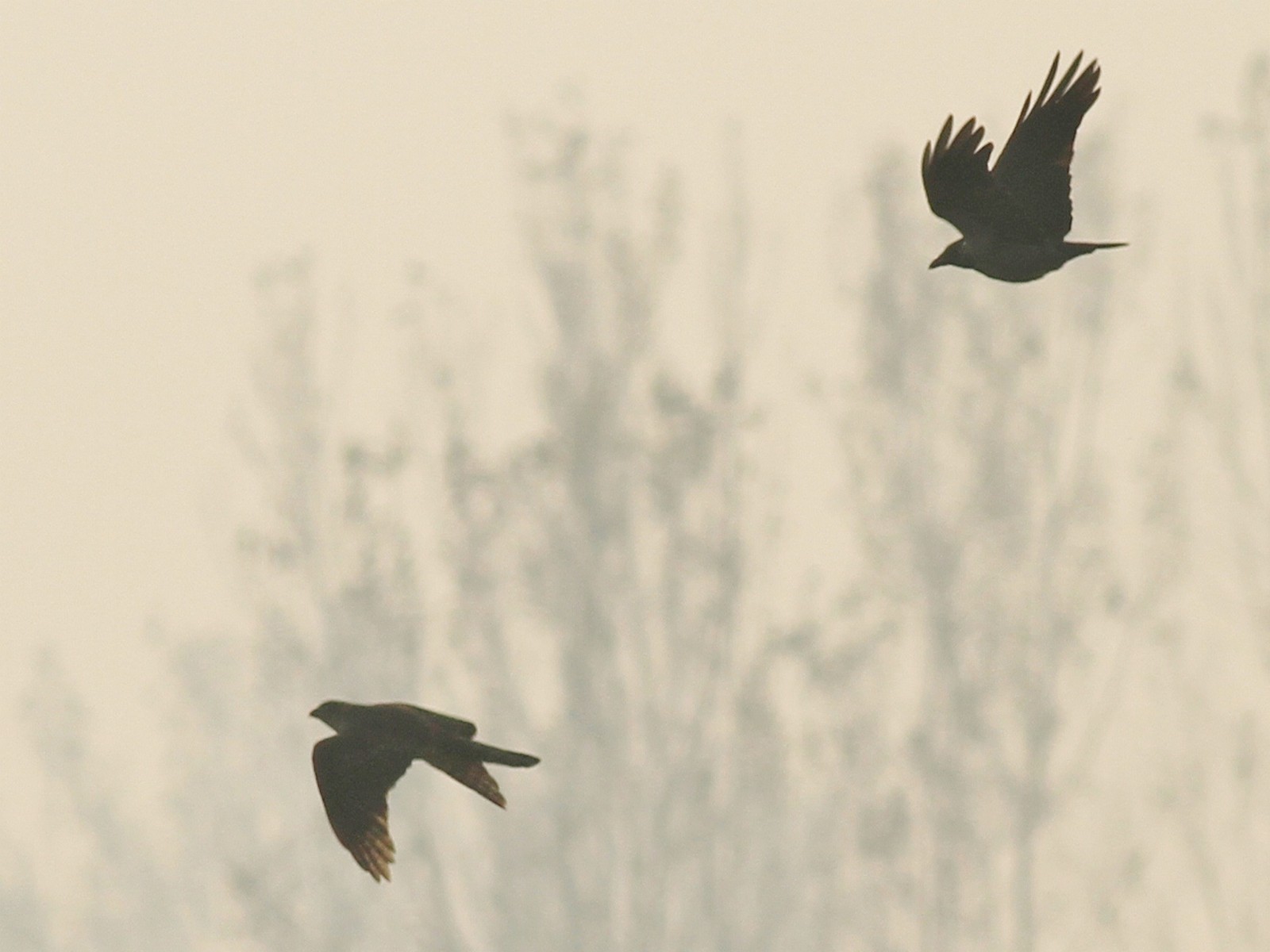 Aiuto identificazione rapace