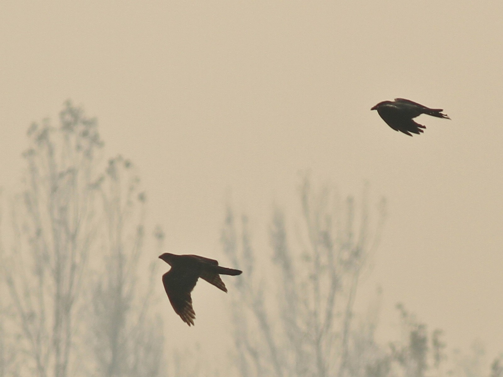 Aiuto identificazione rapace