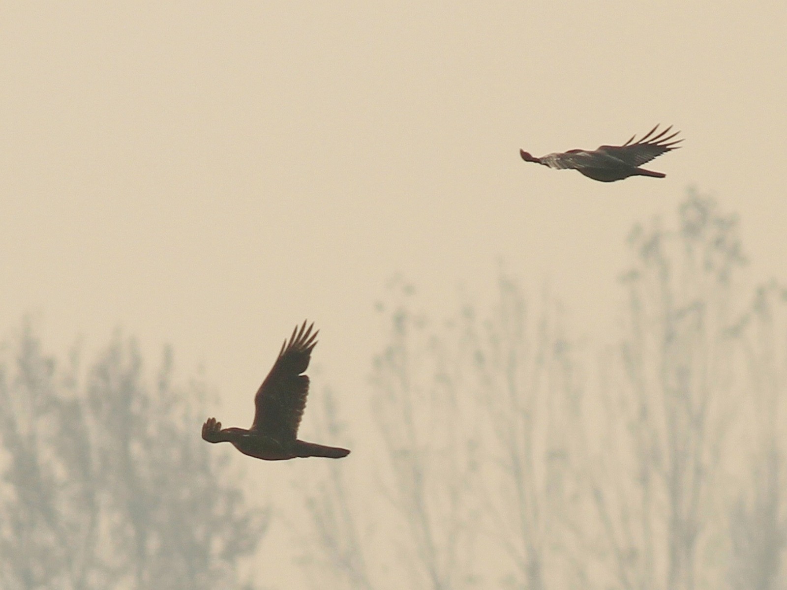 Aiuto identificazione rapace