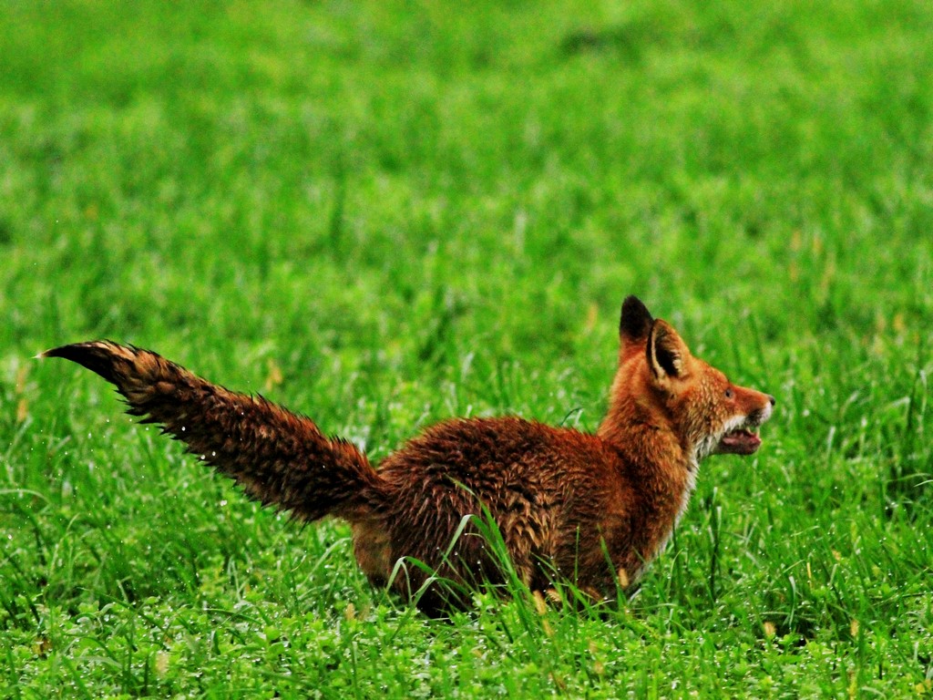 Volpe nel Parco Adda Sud Lodigiano