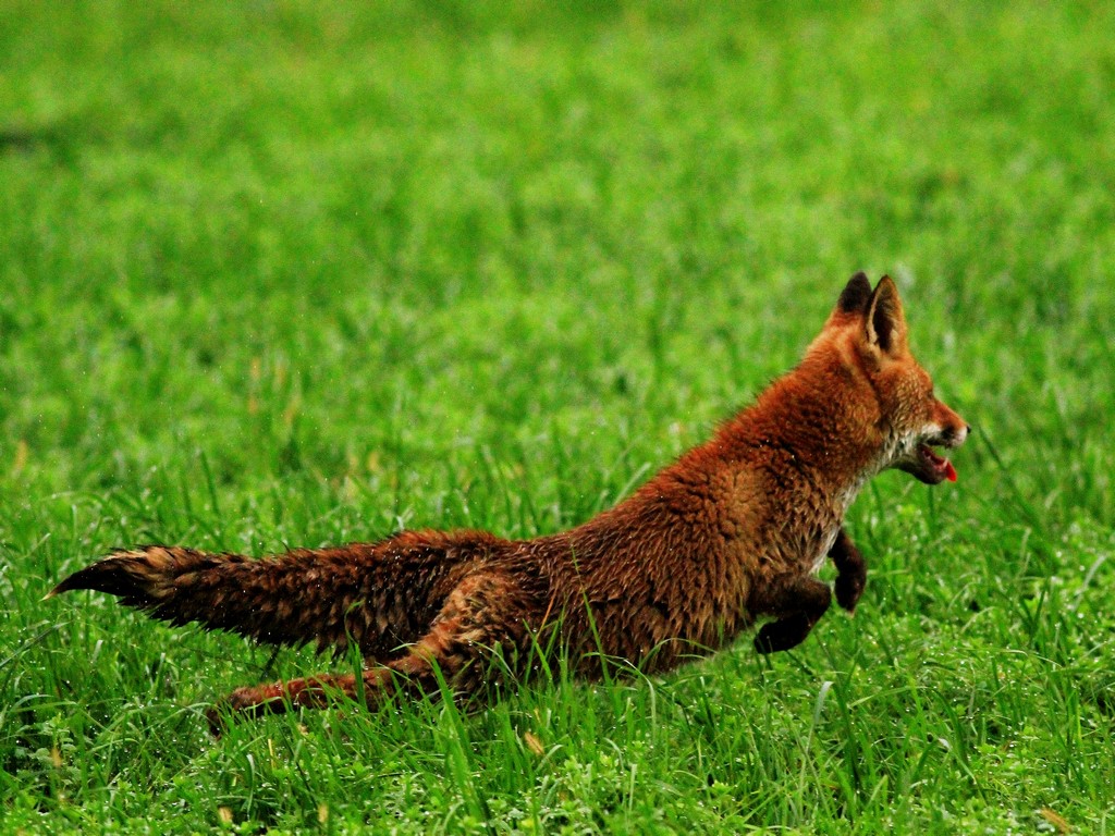 Volpe nel Parco Adda Sud Lodigiano