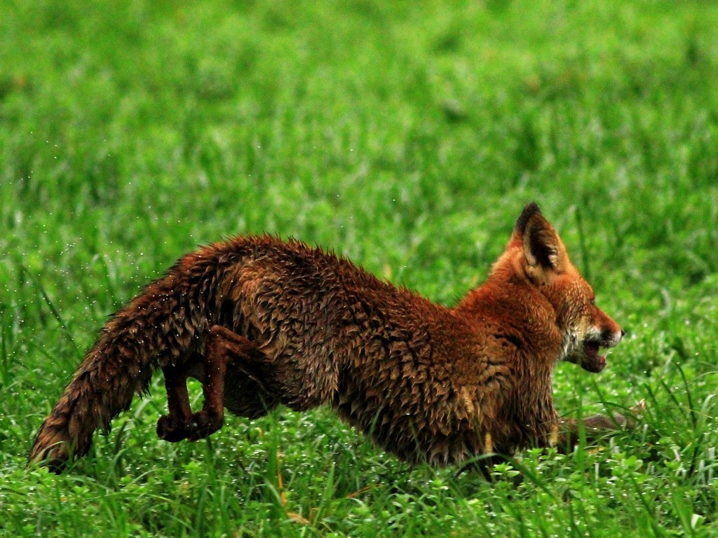 Volpe nel Parco Adda Sud Lodigiano